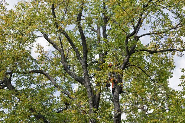 Reliable Fenton, MO Tree Care Solutions